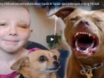 chihuahua-menyelamatkan-gadis-8-tahun-dari-serangan-anjing-pit-bull_20170808_133222.jpg