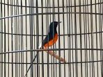 cialo-mastering-school-cms-sekolah-khusus-burung-murai-batu_20220104_210150.jpg