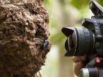 clay-bolt-membuat-foto-pertama-dari-lebah-raksasa-wallace.jpg