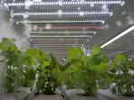 container-farming-bercocok-tanam-tanpa-tanah_20211012_140333.jpg