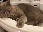 contoh-pose-kucing-tidur-di-wastafel-rumah.jpg