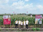 Jawab Keresahan Petani, Cap Panah Merah Hadirkan Benih Jagung Manis NB SUPER F1