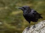 crow.jpg