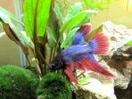 cupang_20180320_192833.jpg