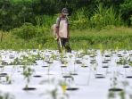 dampak-mahalnya-pupuk-non-subisidi-petani-kota-malang-mengeluh_20240102_172450.jpg