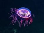 dasar-laut_20180425_094150.jpg