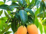 daun-mangga-bagi-kesehatan.jpg