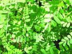 daun-saga.jpg