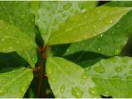 daun-salam7.jpg
