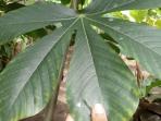 daun-singkong_20160213_193735.jpg