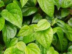 daun-sirih.jpg