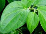 daun-sirih1_20150220_143257.jpg