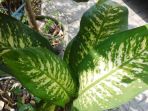 daun_20170811_003106.jpg