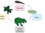 daur-hidup-katak.jpg