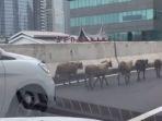 delapan-ekor-kambing-yang-belum-diketahui-pemiliknya-nyelonong.jpg