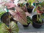 demam-tanaman-hias-caladium-brazil.jpg