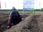 demplot-program-makmur-untuk-perbaikan-hulu-pangan-petani-tebu_20220728_172742.jpg