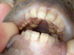 dengan-giginya-ini-ikan-pacu-bergigi-manusia_20160812_130217.jpg