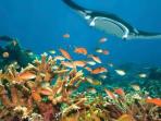 derawan-berau-kaltim-terumbu-karang_20141209_170446.jpg