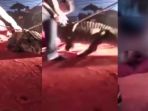 detik-detik-buaya-menggigit-pemain-sirkus_20170314_105133.jpg