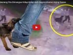 detik-detik-seorang-pria-dimangsa-hidup-hidup-oleh-segerombolan-anjing-ganas_20170807_135428.jpg