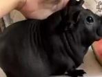 dikira-anak-anjing-rupanya-tikus-ukuran-jumbo_20181027_125241.jpg