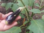 dimasa-pandemi-covid-19-warga-tanam-sayur-sayuran_20200929_163507.jpg