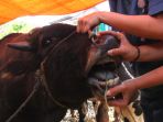dinas-pertanian-lakukan-pemeriksaan-hewan-kurban_20180820_203712.jpg