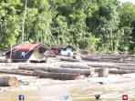 dishut-kalteng-telisik-25-ribu-kayu-log-di-das-barito_20160423_144649.jpg