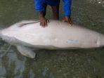 ditemnukan-mati-ikan-duyung-mati-di-bahoi-minahasa-utara-dikubur-warga.jpg