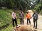 Temuan Bangkai Sapi Menambah Daftar Panjang Konflik Harimau dan Manusia di Aceh Timur