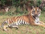 djelita-ii-harimau-sumatera_20180113_140344.jpg