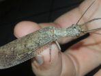 dobsonfly.jpg