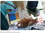 dokter-hewan-memeriksa-monyet-yang-sakit.jpg