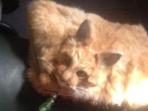 dompet-kucing-nih2_20160922_154055.jpg
