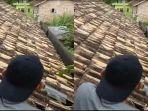 dua-ekor-babi-hutan-di-atas-atap-rumah-warga.jpg