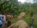 dua-ekor-gajah-ditemukan-mati-di-areal-perkebunan-warga-di-gampong-seumanah.jpg