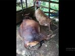 dua-ekor-sapi-disambar-petir_20180728_122219.jpg