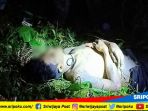 dua-hari-dan-satu-malam-mayat-penjahat-berjimat-kulit-harimau-ini-baru-ditemukan_20180803_191813.jpg