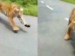 dua-pria-india-ini-dikejar-macan.jpg
