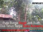 dua-tahun-tanpa-duku-komering_20170123_155532.jpg