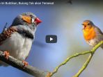dua-temuan-ini-buktikan-burung-tak-akan-tersesat_20180410_042122.jpg