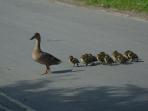 duck-cross-street_20141221_182050.jpg