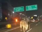 due-ekor-sapi-berlari-di-jalan-tol-setelah-terlepas-dari-truk-121.jpg
