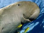 dugong.jpg