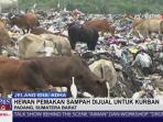 duh-sapi-pemakan-sampah-dijual-untuk-kurban_20150917_210951.jpg