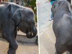 dumbo-2.jpg