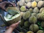 durian_20150608_095823.jpg