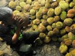 durian_20171117_162357.jpg