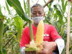 east-west-seed-indonesia-ewindo-merilis-benih-jagung-manis-perkasa-f1.jpg